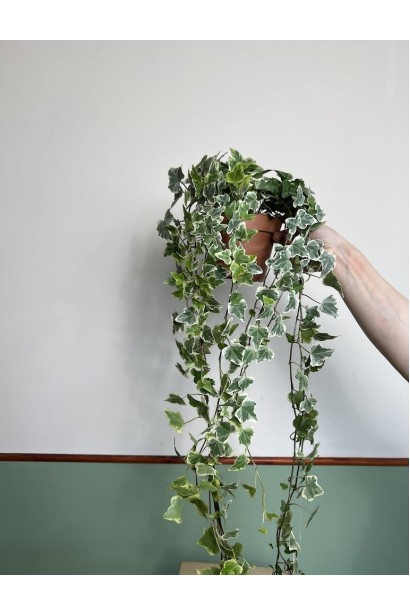 Плющ англійський Варієгата в підвісному контейнері